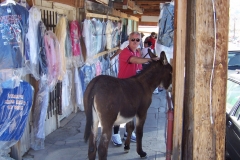 Chuck with donkey in Oatman