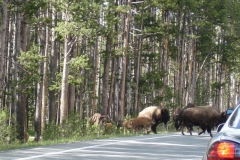 Got to watch out for the wildlife on the roads.