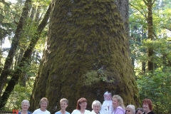 U.S's Largest Sitka spruce tree near Seaside,OR