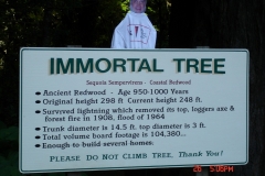 Ray visits the large redwood forest