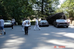 We had to check out the giant redwood trees