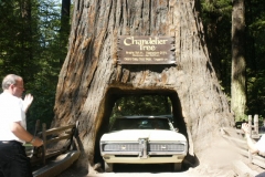 Les Coming through Redwood tree